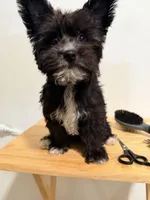 Pepper , a female Yorkipoo for sale in Ridgewood, NY – 1 of 2