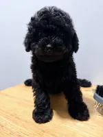 Negrita , a female Poodle - Toy  for sale in Ridgewood, NY – 3 of 3