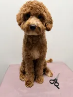 Pepa , a female Cavapoo for sale in Ridgewood, NY – 4 of 4