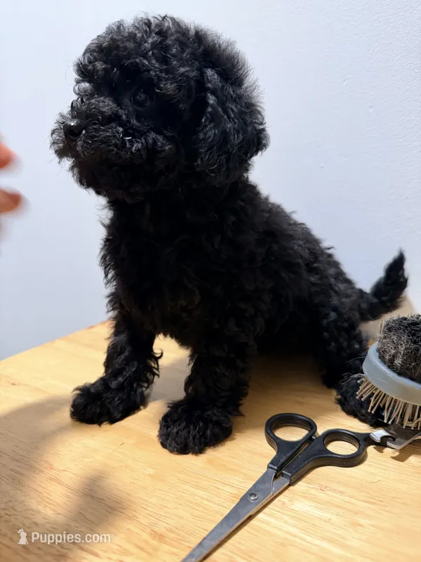 Negrita , a female Poodle - Toy  for sale in Ridgewood, NY – 1 of 3