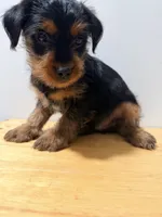 Tito, a male Yorkshire Terrier for sale in Ridgewood, NY – 3 of 3