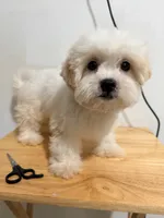 Blanco , a male Shihpoo for sale in Ridgewood, NY – 2 of 2