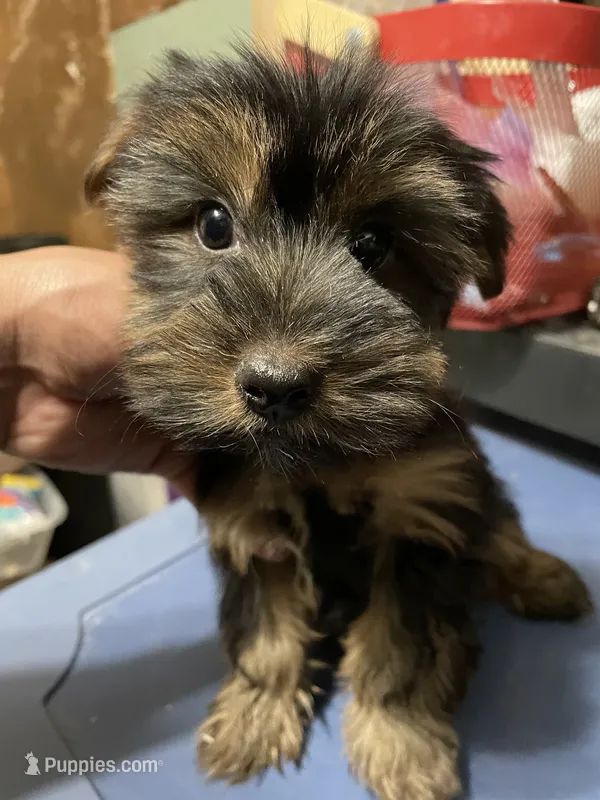 Boy baby  – Yorkshire Terrier puppy for sale in Ridgewood, NY