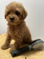 Chiquit0, a male Poodle - Toy  for sale in Ridgewood, NY – 1 of 2