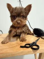 Cholo , a male Yorkshire Terrier for sale in Ridgewood, NY – 2 of 3