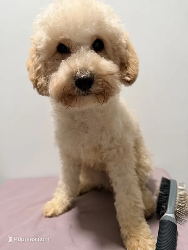 Pepa – Poodle - Miniature  puppy for sale in Ridgewood, NY