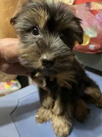 Boy baby , a male Yorkshire Terrier for sale in Ridgewood, NY – 2 of 2