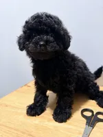 Negrita , a female Poodle - Toy  for sale in Ridgewood, NY – 2 of 3