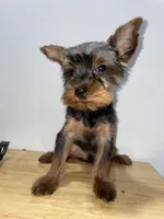 Pepe, a male Yorkshire Terrier for sale in Ridgewood, NY – 2 of 3