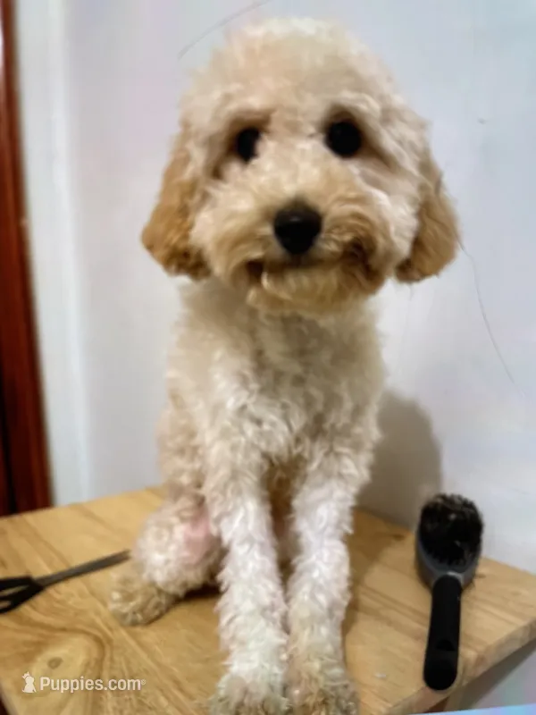 Pepa – Poodle - Miniature  puppy for sale in Ridgewood, NY
