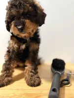 Exotico , a male Miniature Bernedoodle for sale in Ridgewood, NY – 2 of 3