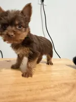 Cholo , a male Yorkshire Terrier for sale in Ridgewood, NY – 3 of 3