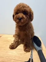 Roja , a female Poodle - Toy  for sale in Ridgewood, NY – 2 of 2