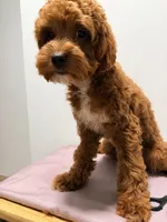 Mocha, a female Cockapoo for sale in Ridgewood, NY – 2 of 2