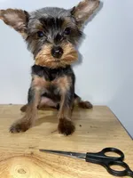 Pepe, a male Yorkshire Terrier for sale in Ridgewood, NY – 3 of 3