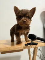 Cholo , a male Yorkshire Terrier for sale in Ridgewood, NY – 1 of 3