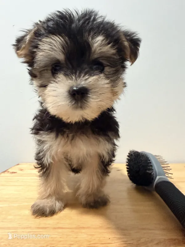Pepa  – Morkie puppy for sale in Ridgewood, NY