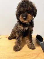 Exotico , a male Miniature Bernedoodle for sale in Ridgewood, NY – 3 of 3
