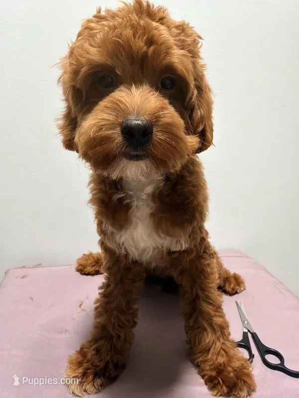 Mocha – Cockapoo puppy for sale in Ridgewood, NY