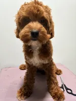 Mocha, a female Cockapoo for sale in Ridgewood, NY – 1 of 2