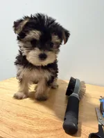Pepa , a female Morkie for sale in Ridgewood, NY – 2 of 2