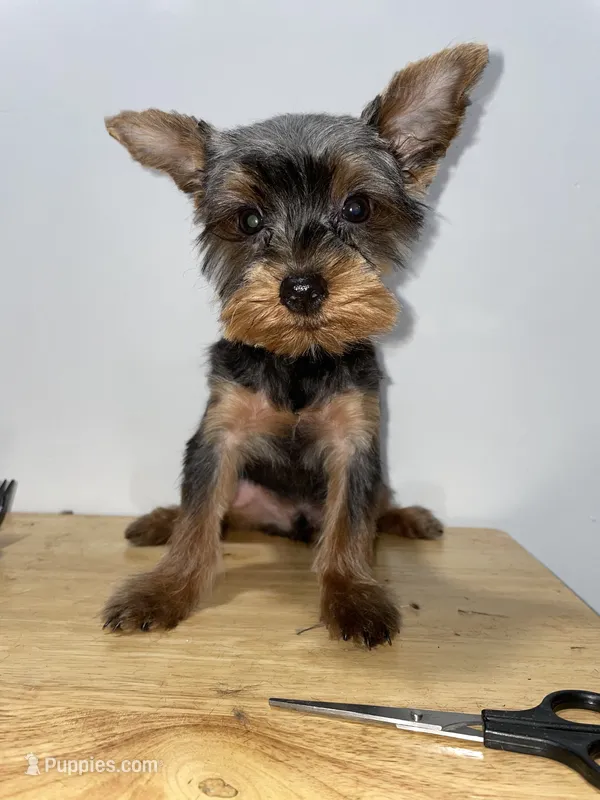 Pepe – Yorkshire Terrier puppy for sale in Ridgewood, NY