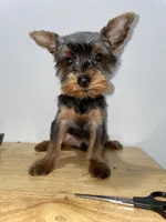 Pepe, a male Yorkshire Terrier for sale in Ridgewood, NY – 1 of 3