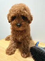 Roja, a female Poodle - Toy  for sale in Ridgewood, NY – 2 of 2
