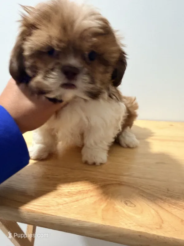 Putiko – Shih Tzu puppy for sale in Ridgewood, NY