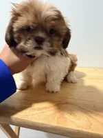 Putiko, a male Shih Tzu for sale in Ridgewood, NY – 1 of 1
