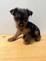 Chacha, a female Yorkshire Terrier for sale in Ridgewood, NY – 2 of 2