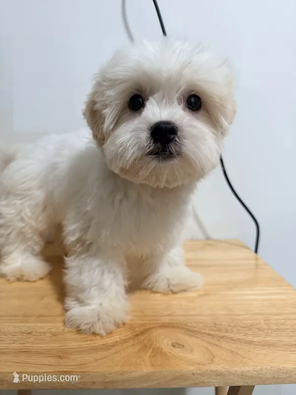 Blanco  – Shihpoo puppy for sale in Ridgewood, NY
