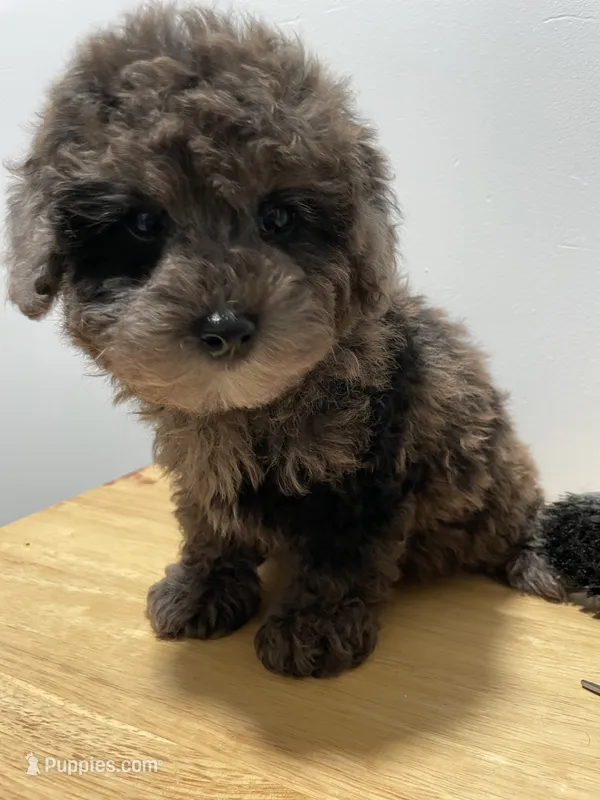 Merle, a male Poodle - Toy  for sale in Ridgewood, NY – 1 of 2