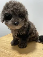 Merle, a male Poodle - Toy  for sale in Ridgewood, NY – 1 of 2