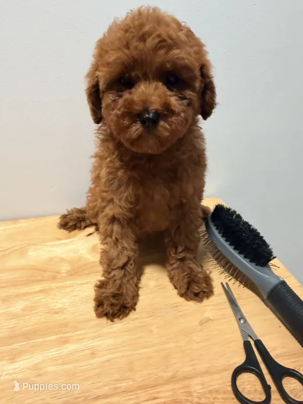 Roja  – Poodle - Toy  puppy for sale in Ridgewood, NY