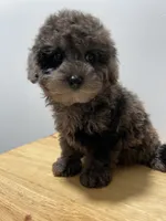 Merle, a male Poodle - Toy  for sale in Ridgewood, NY – 2 of 2