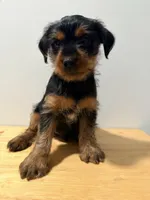 Tito, a male Yorkshire Terrier for sale in Ridgewood, NY – 1 of 3
