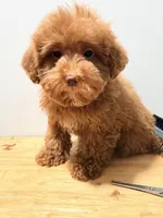 Liver nose , a male Poodle - Toy  for sale in Ridgewood, NY – 2 of 2
