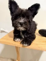 Pepper , a female Yorkipoo for sale in Ridgewood, NY – 2 of 2