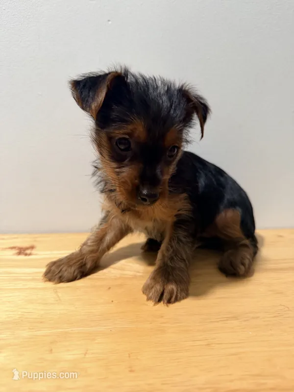 Chacha – Yorkshire Terrier puppy for sale in Ridgewood, NY