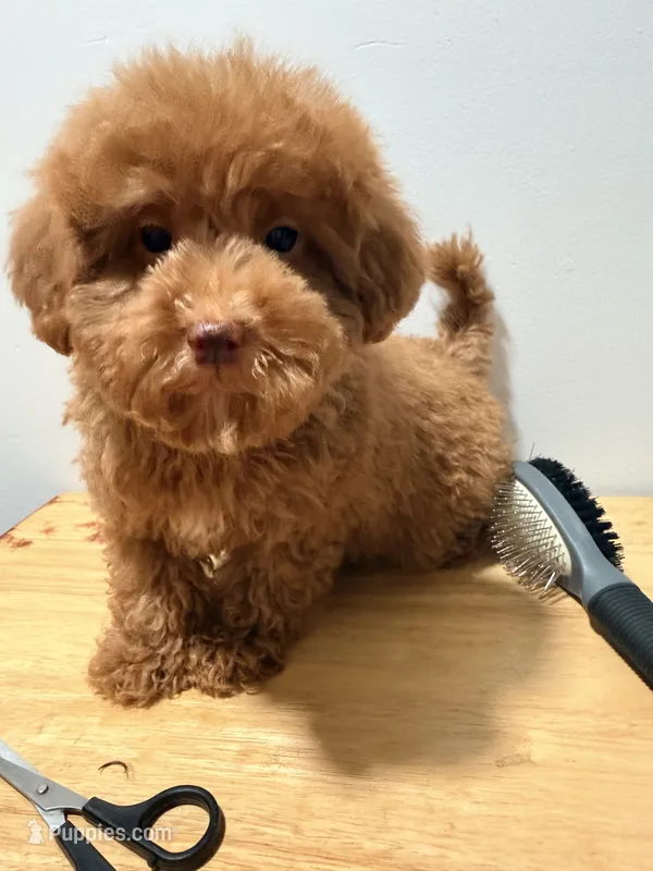 Liver nose  – Poodle - Toy  puppy for sale in Ridgewood, NY