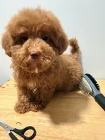 Liver nose , a male Poodle - Toy  for sale in Ridgewood, NY – 1 of 2