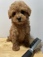 Chiquit0, a male Poodle - Toy  for sale in Ridgewood, NY – 2 of 2
