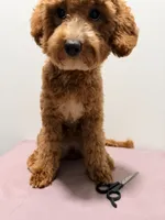 Pepa , a female Cavapoo for sale in Ridgewood, NY – 3 of 4
