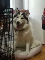 Rocky, a male Siberian Husky for sale in Boston, MA – 1 of 3