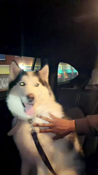 Rocky, a male Siberian Husky for sale in Boston, MA – 3 of 3