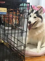 Rocky, a male Siberian Husky for sale in Boston, MA – 2 of 3