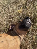 Mrs.White, a female Rhodesian Ridgeback for sale in Cadillac, MI – 2 of 6