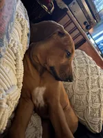 Mrs. purple, a female Rhodesian Ridgeback for sale in Cadillac, MI – 7 of 8