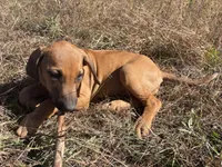 Mrs. red, a female Rhodesian Ridgeback for sale in Cadillac, MI – 10 of 10